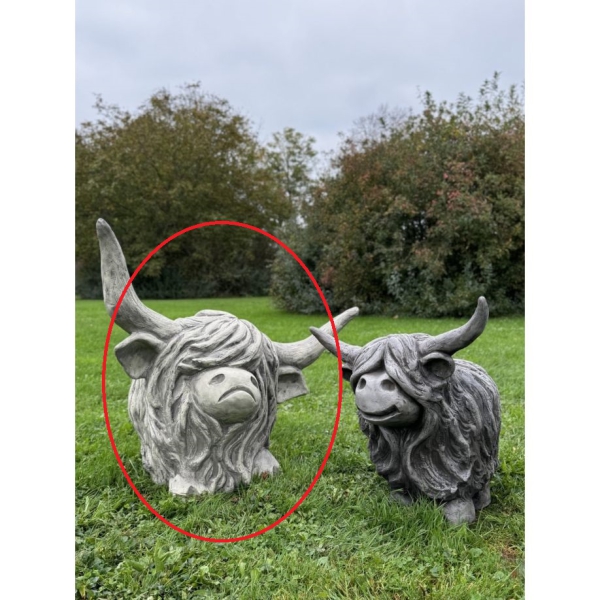 Westhighland Rind Archie